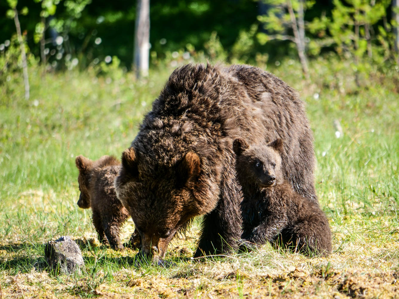 Martinselkonen Wilds Centre