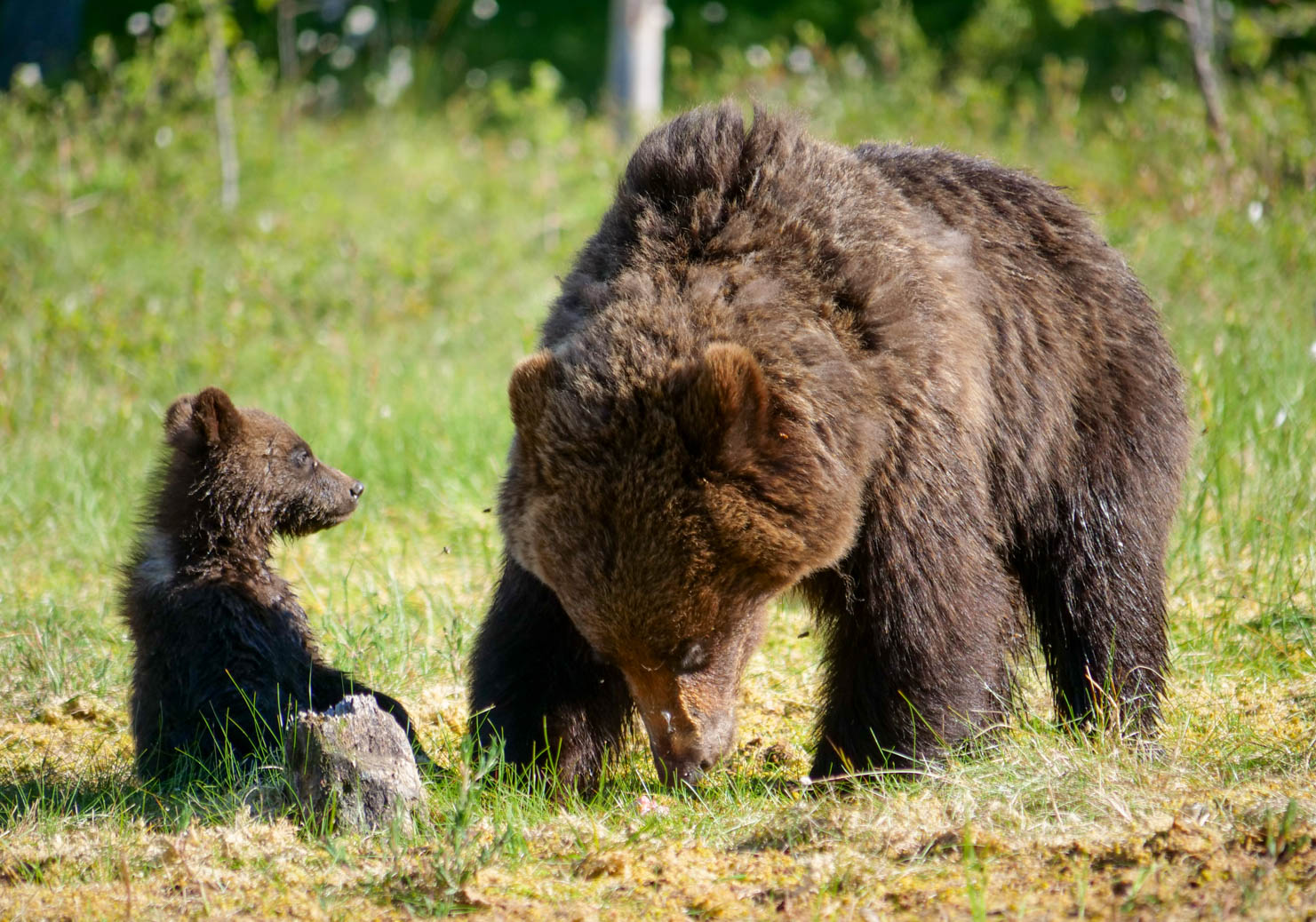 Martinselkonen Wilds Centre