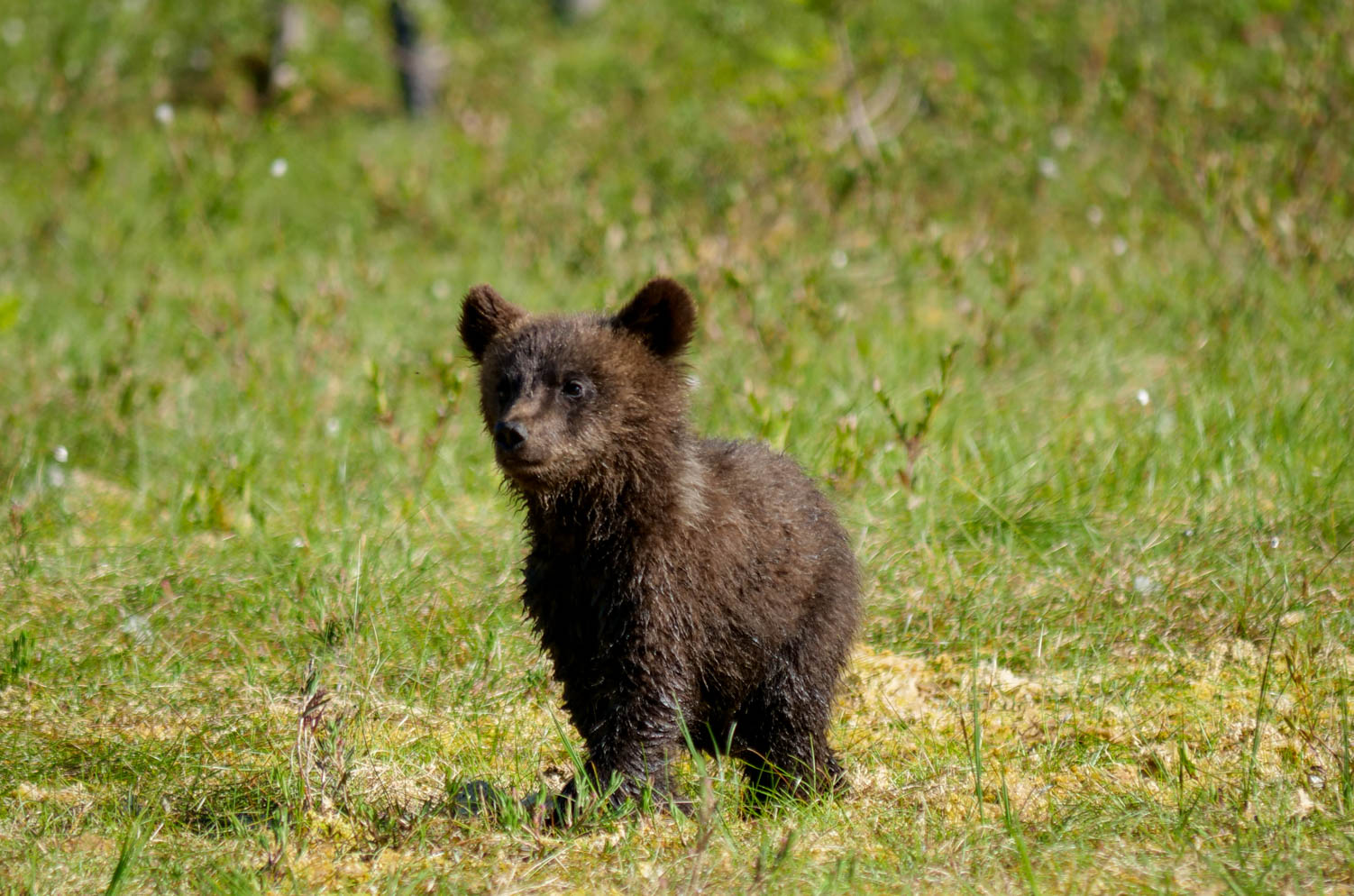 Martinselkonen Wilds Centre
