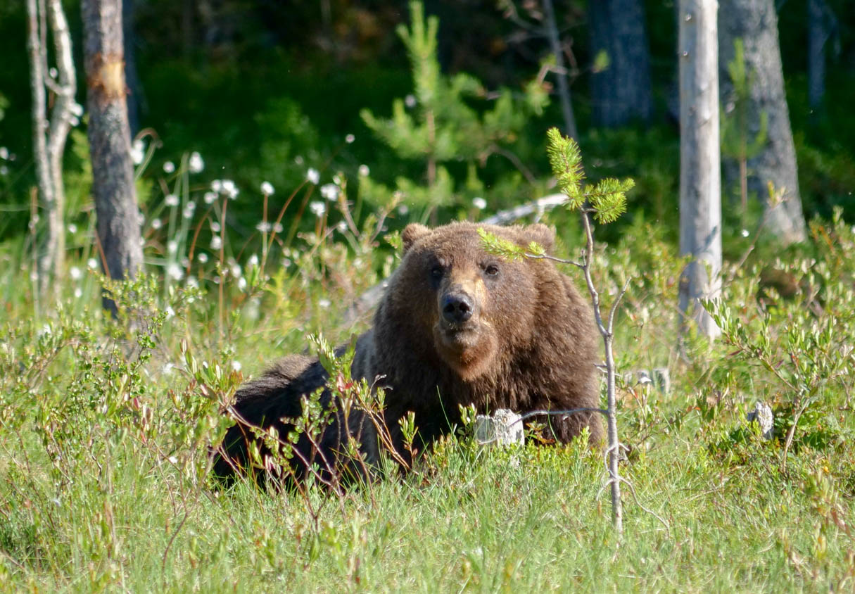Martinselkonen Wilds Centre