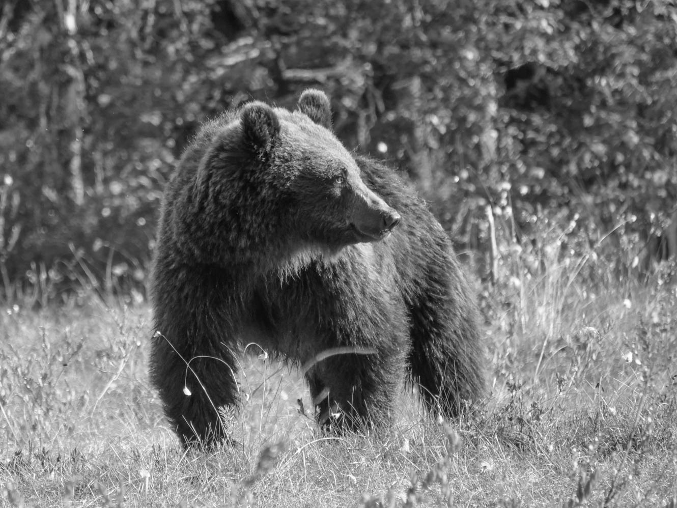 Martinselkonen Wilds Centre