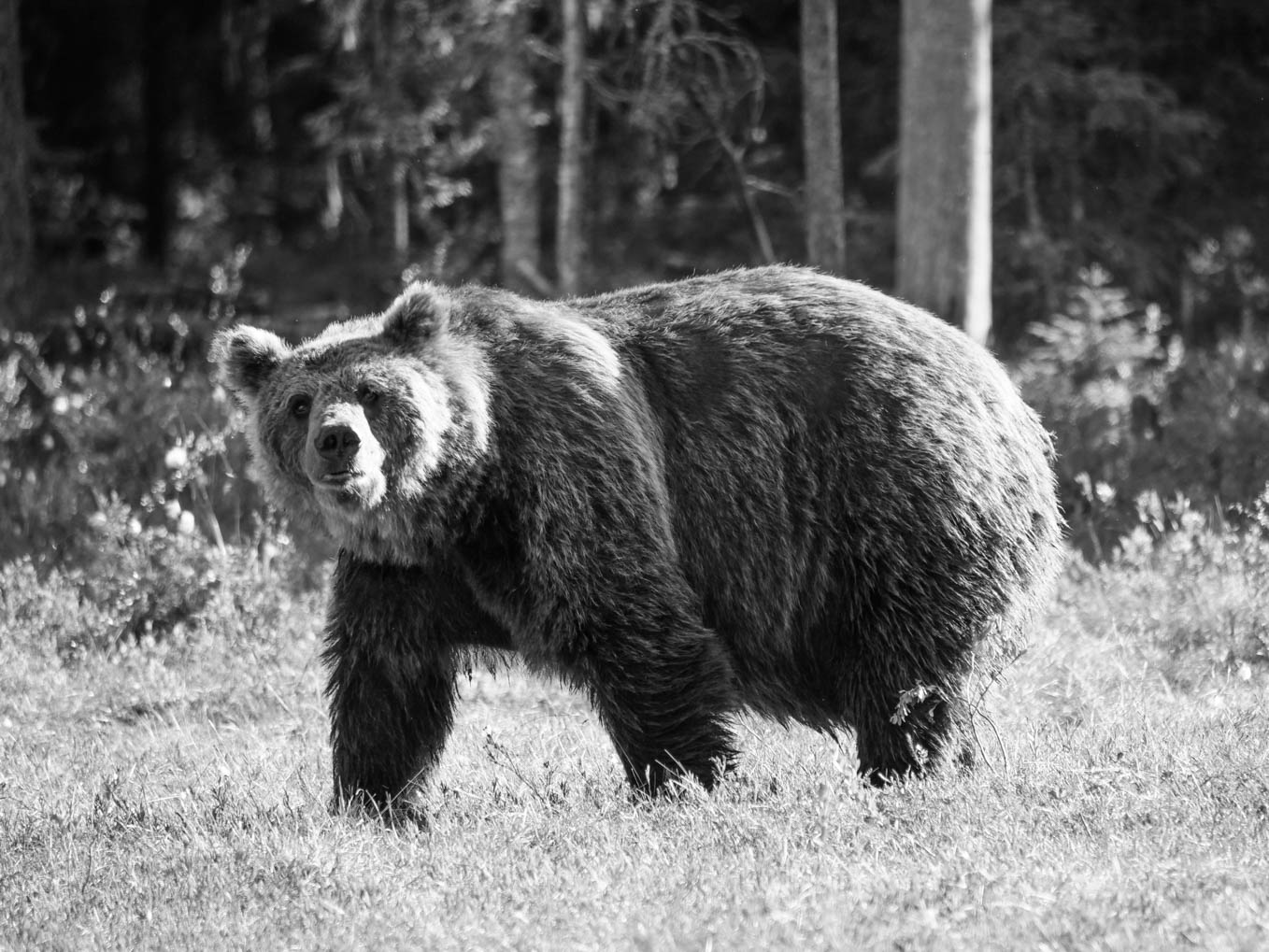 Martinselkonen Wilds Centre