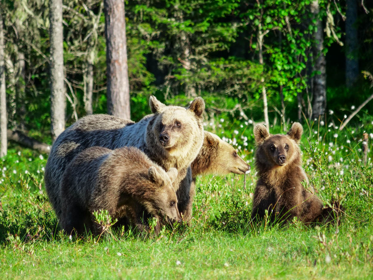 Martinselkonen Wilds Centre