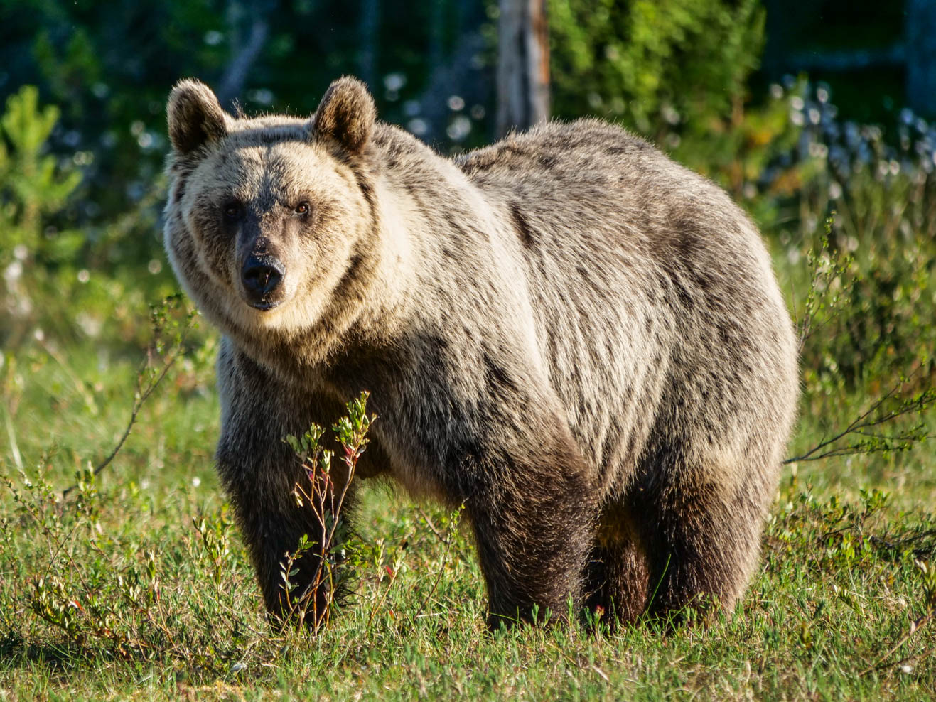 Martinselkonen Wilds Centre