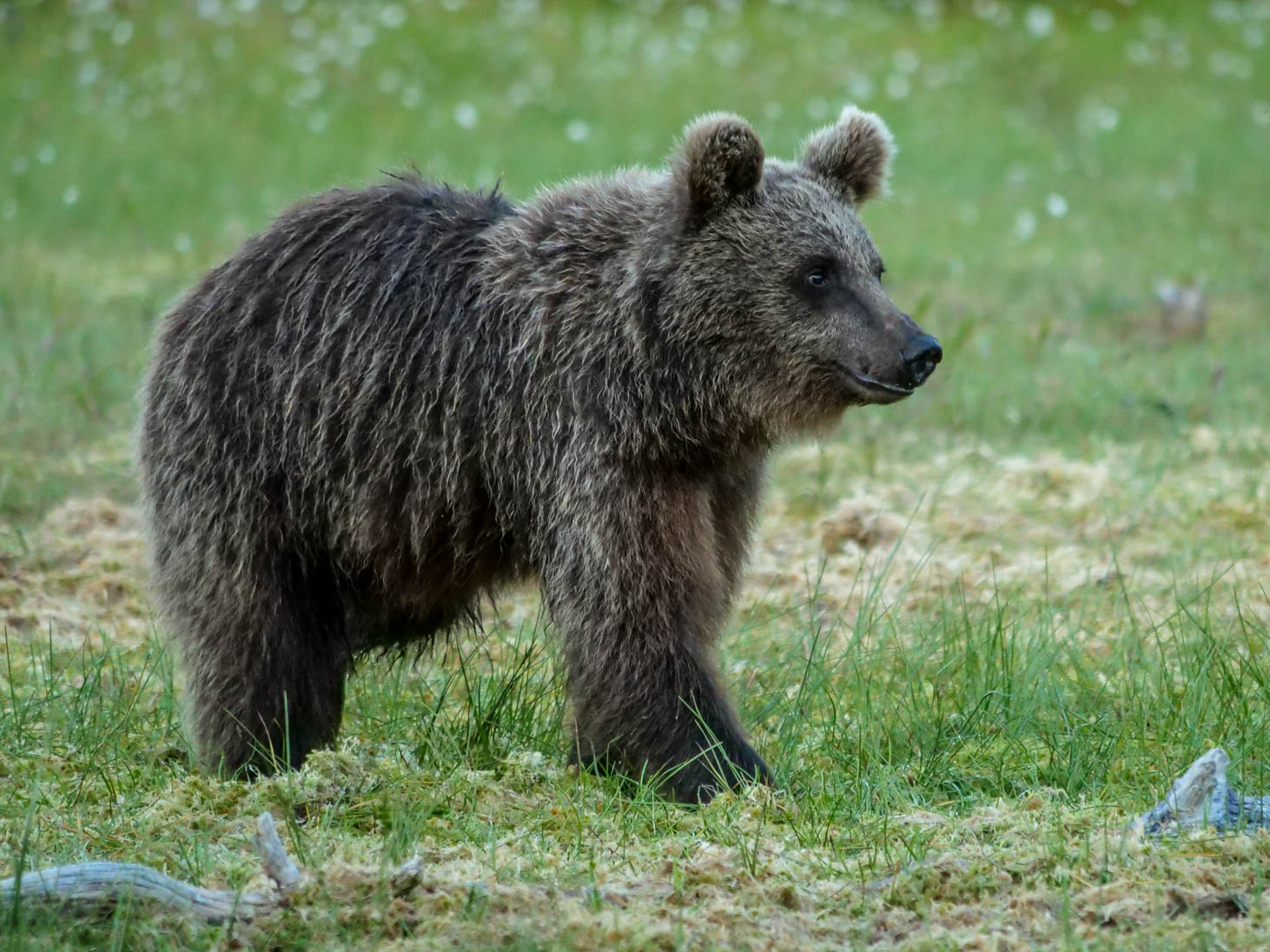 Martinselkonen Wilds Centre