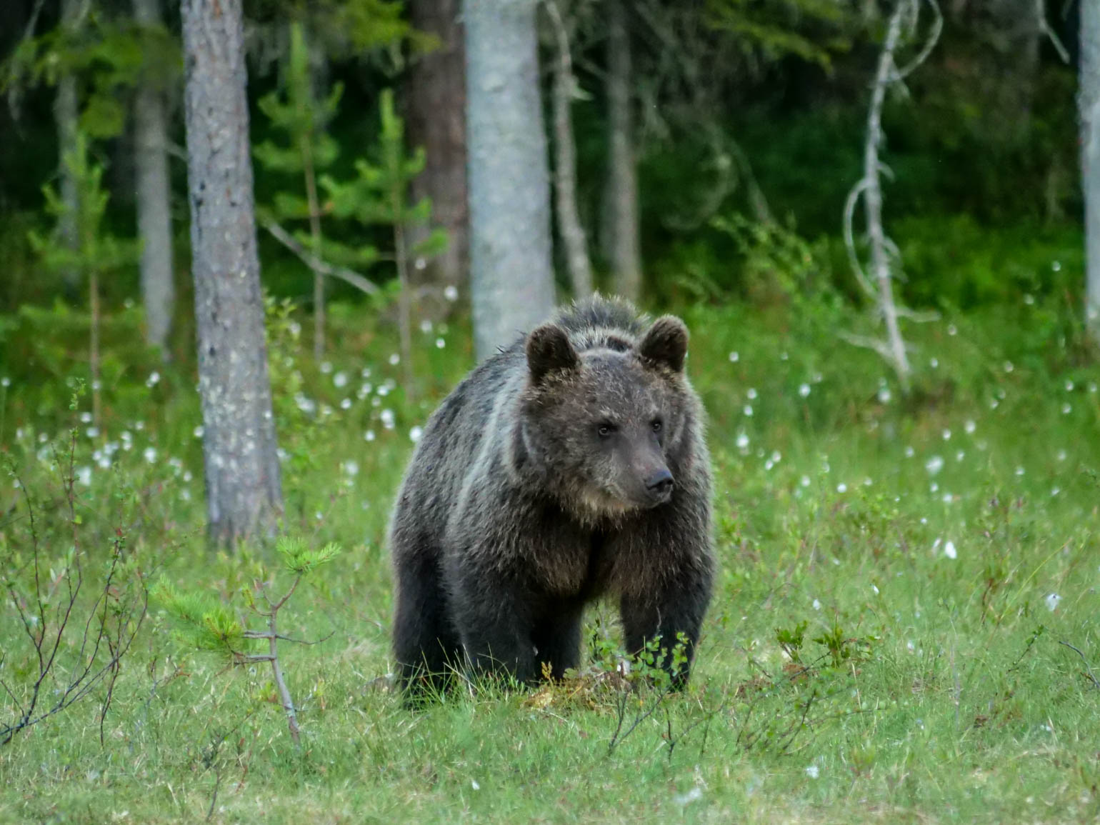 Martinselkonen Wilds Centre