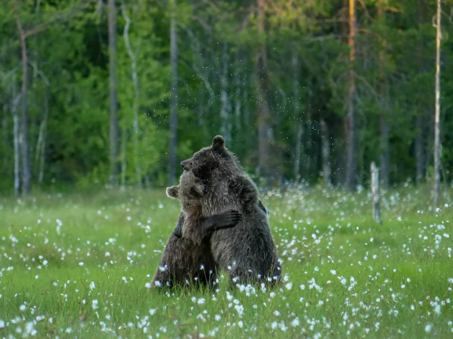 Martinselkonen Wilds Centre