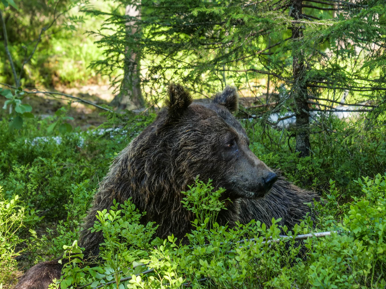 Martinselkonen Wilds Centre