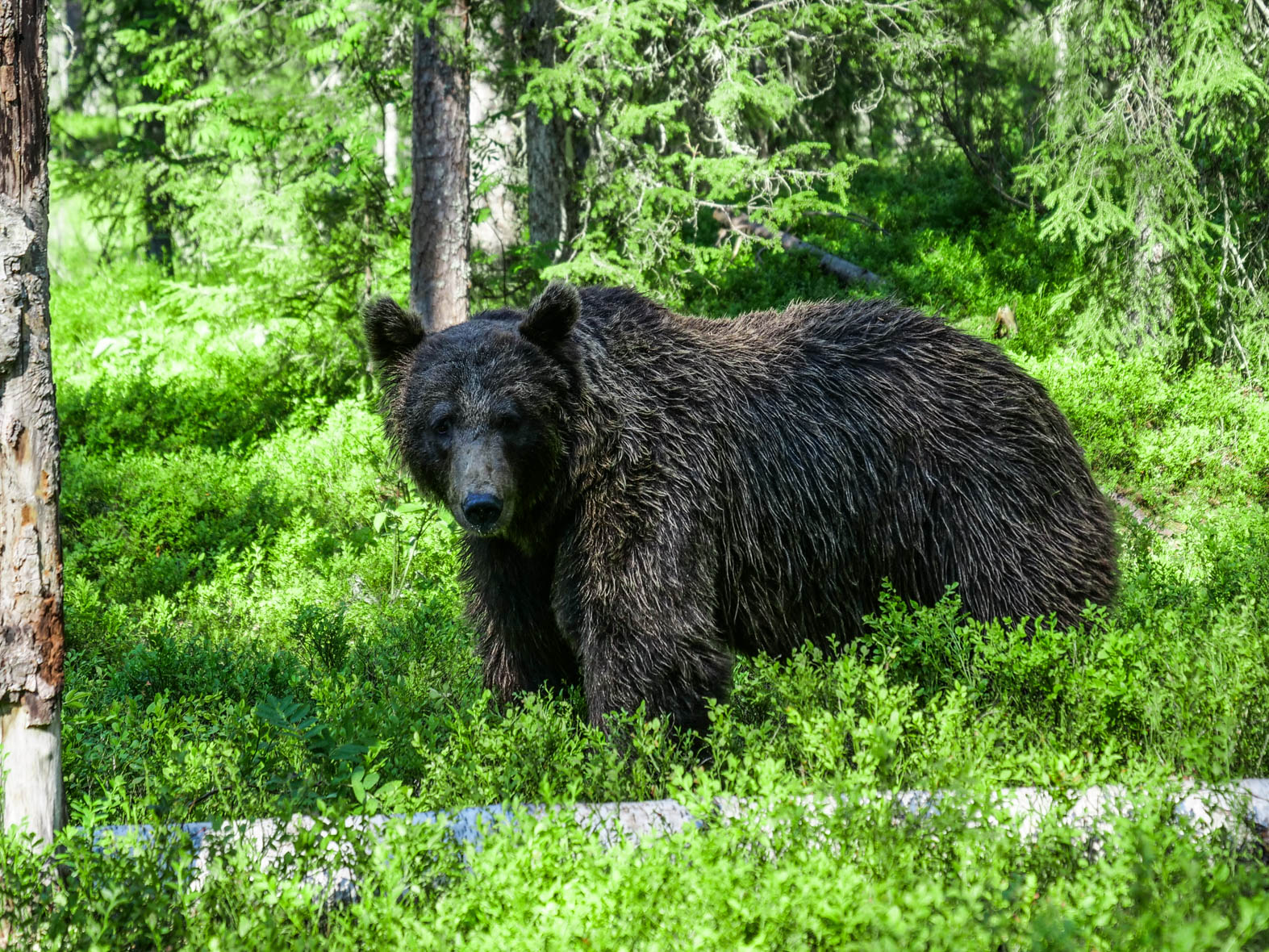 Martinselkonen Wilds Centre