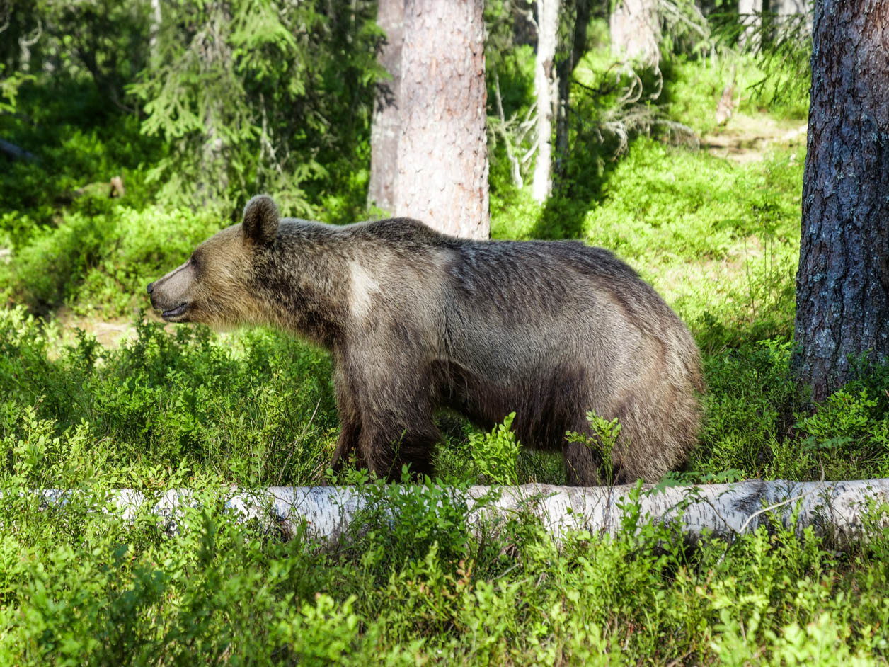 Martinselkonen Wilds Centre