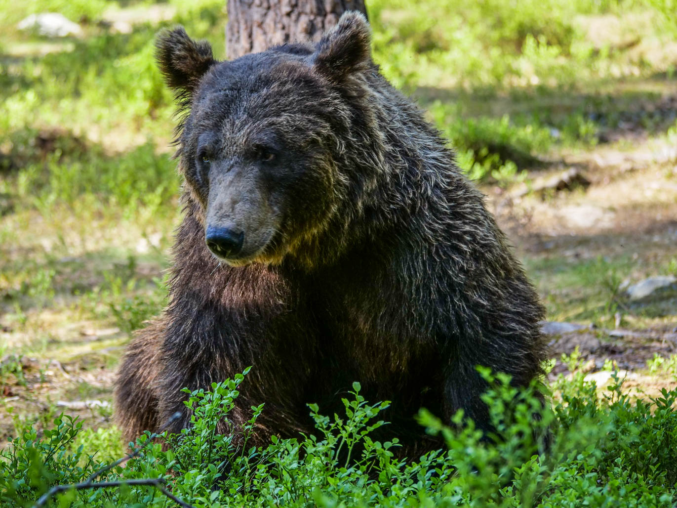 Martinselkonen Wilds Centre