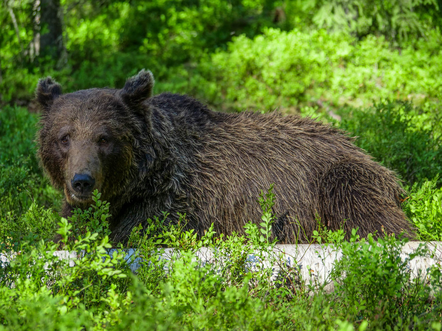 Martinselkonen Wilds Centre