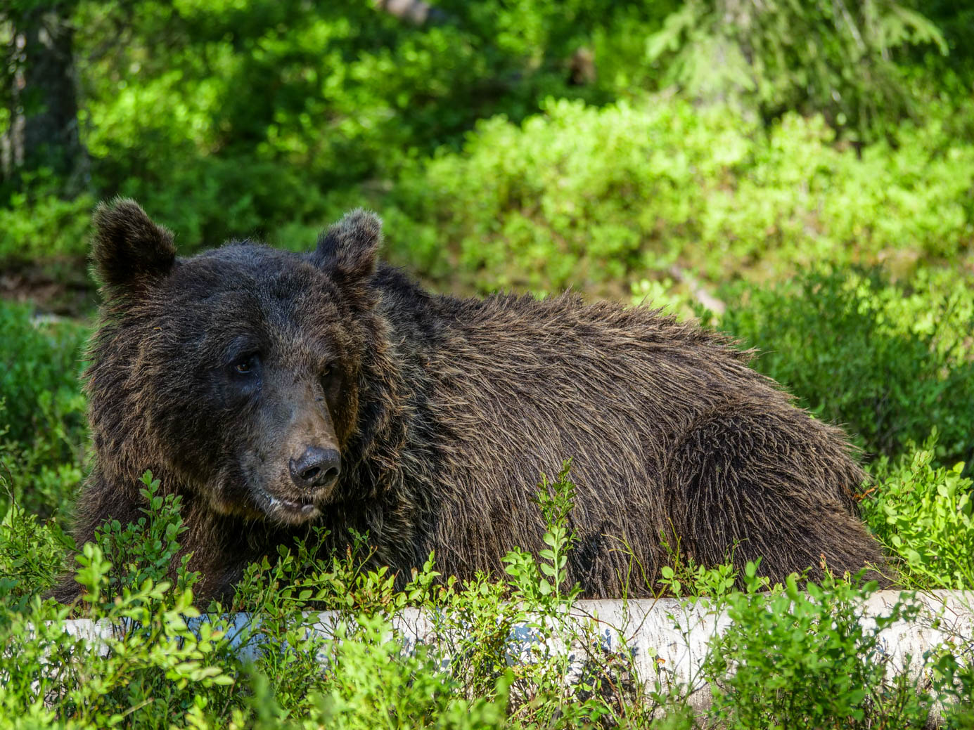 Martinselkonen Wilds Centre