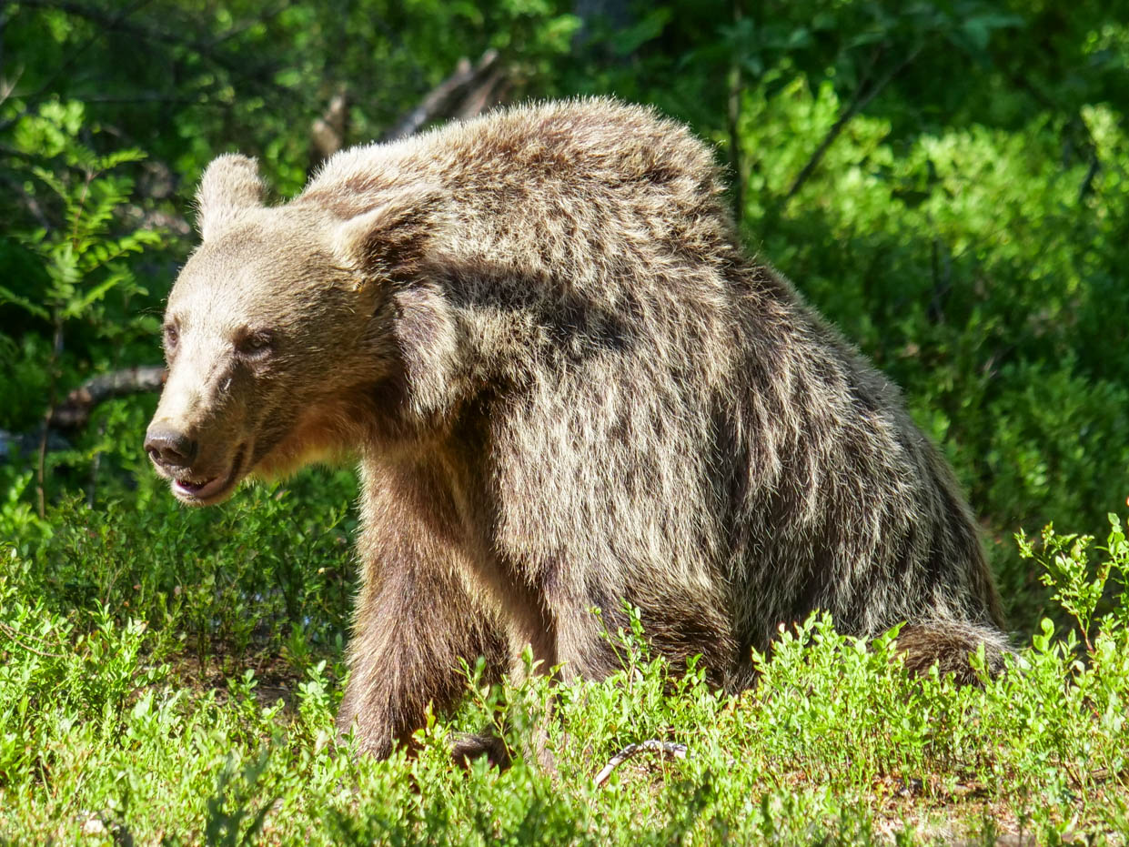 Martinselkonen Wilds Centre