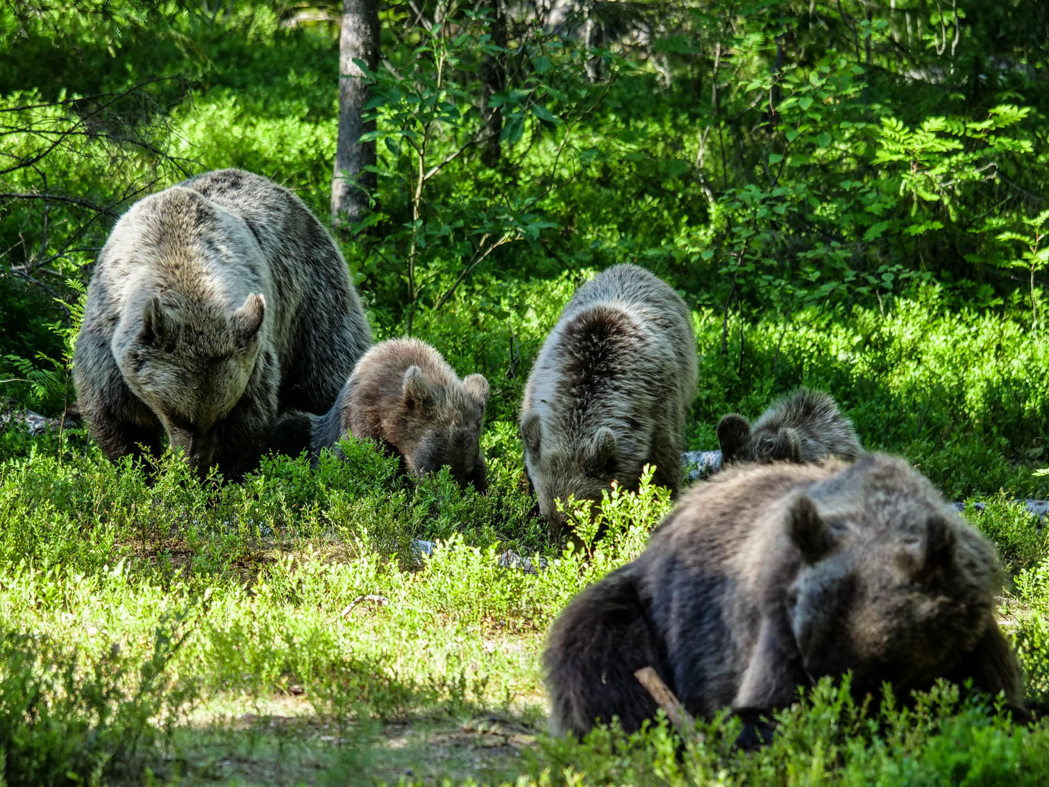 Martinselkonen Wilds Centre
