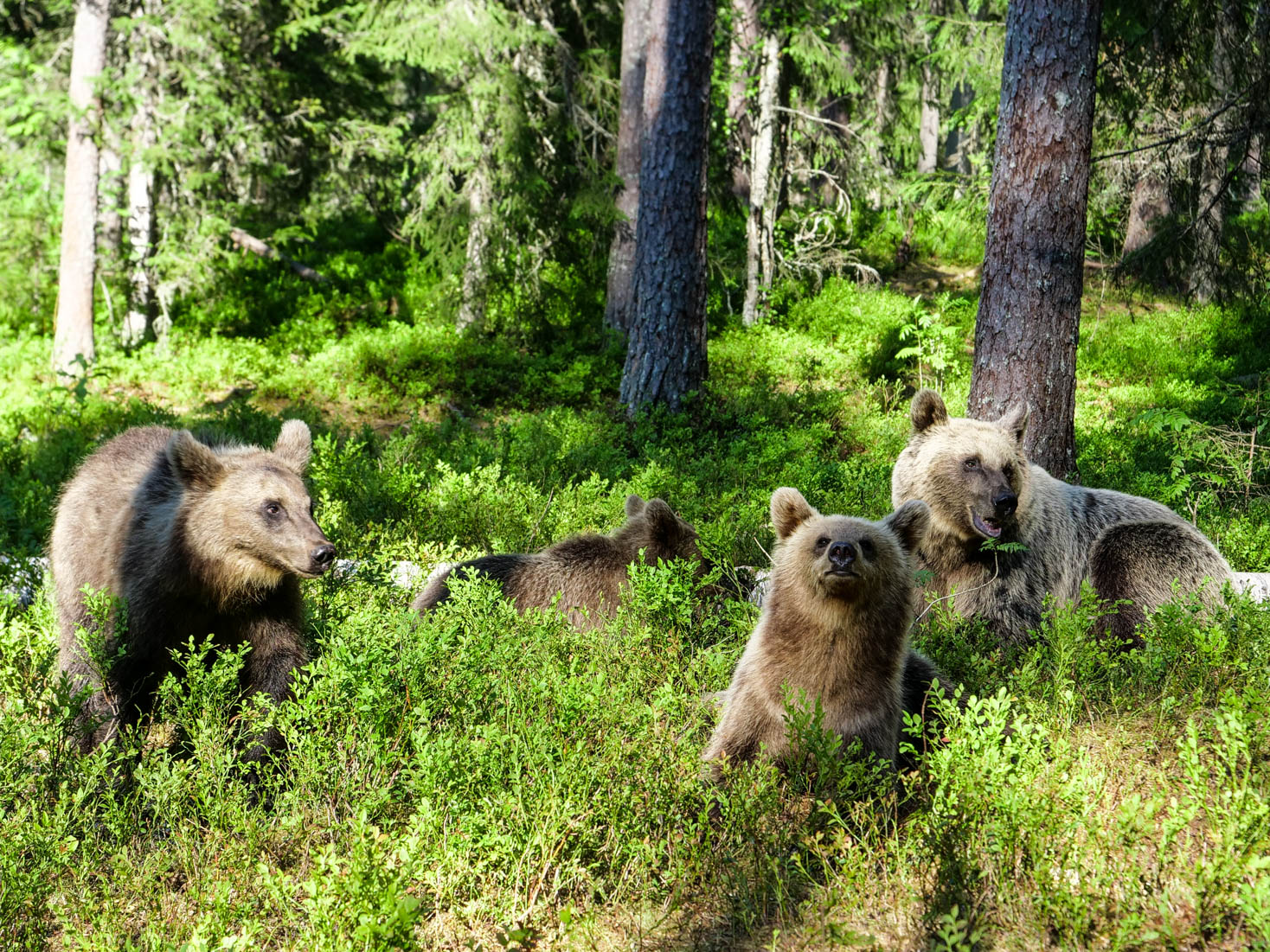 Martinselkonen Wilds Centre