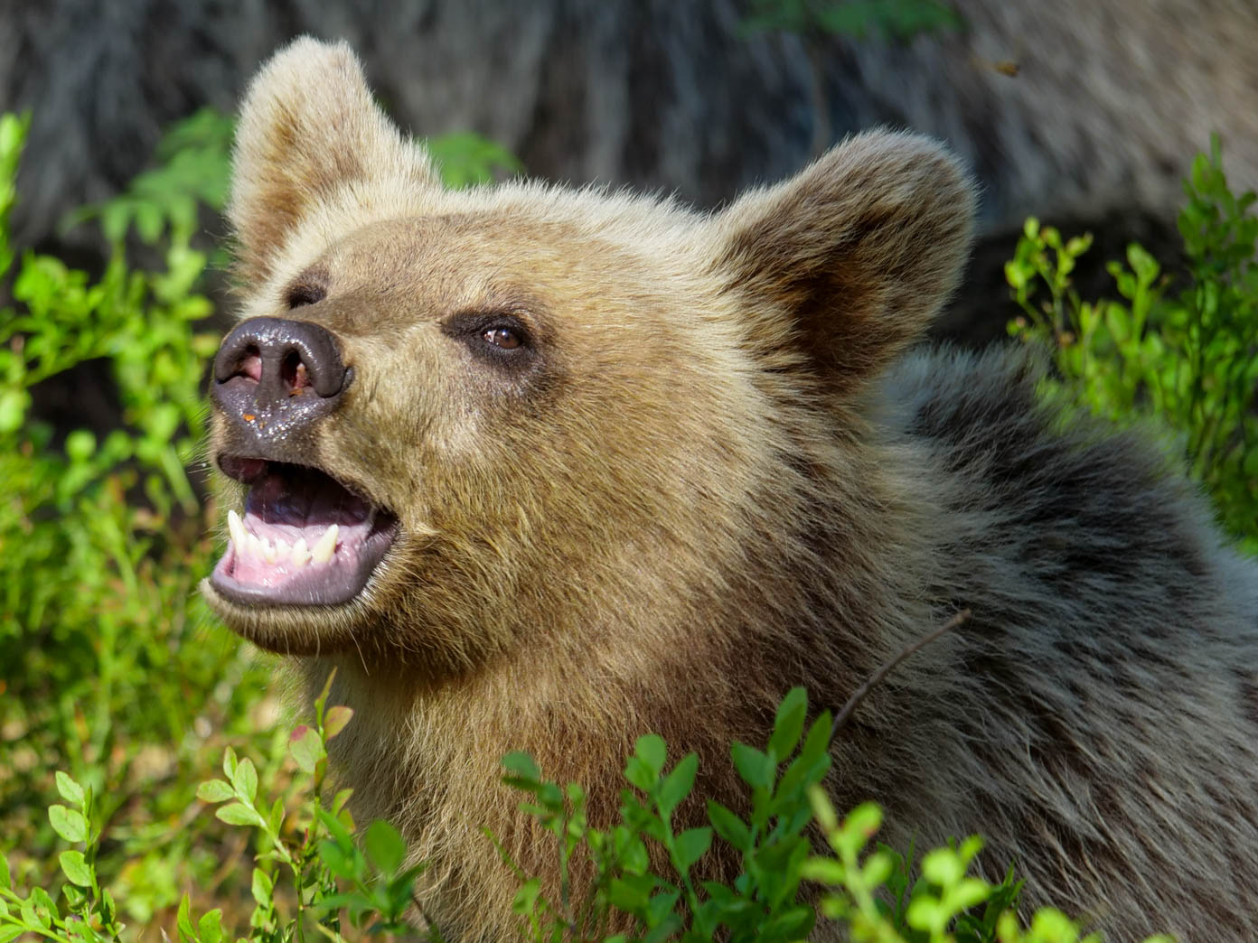 Martinselkonen Wilds Centre