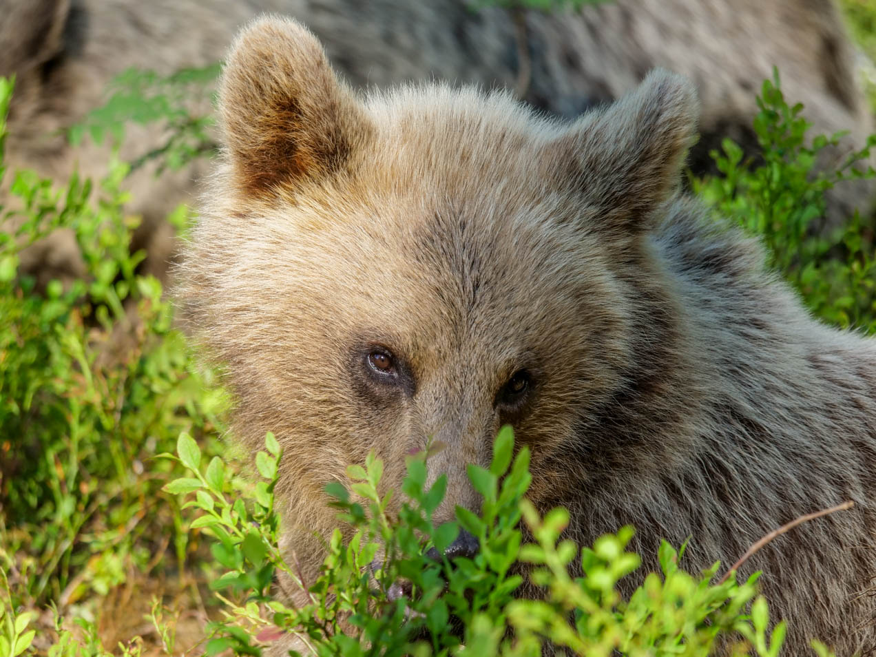 Martinselkonen Wilds Centre