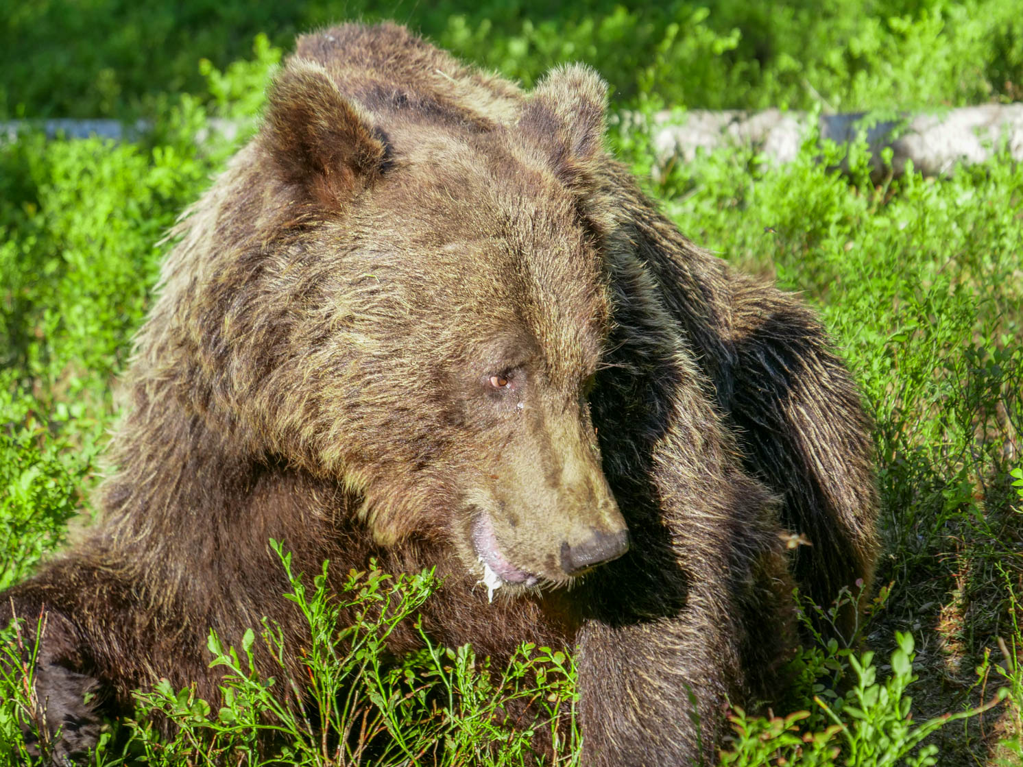 Martinselkonen Wilds Centre