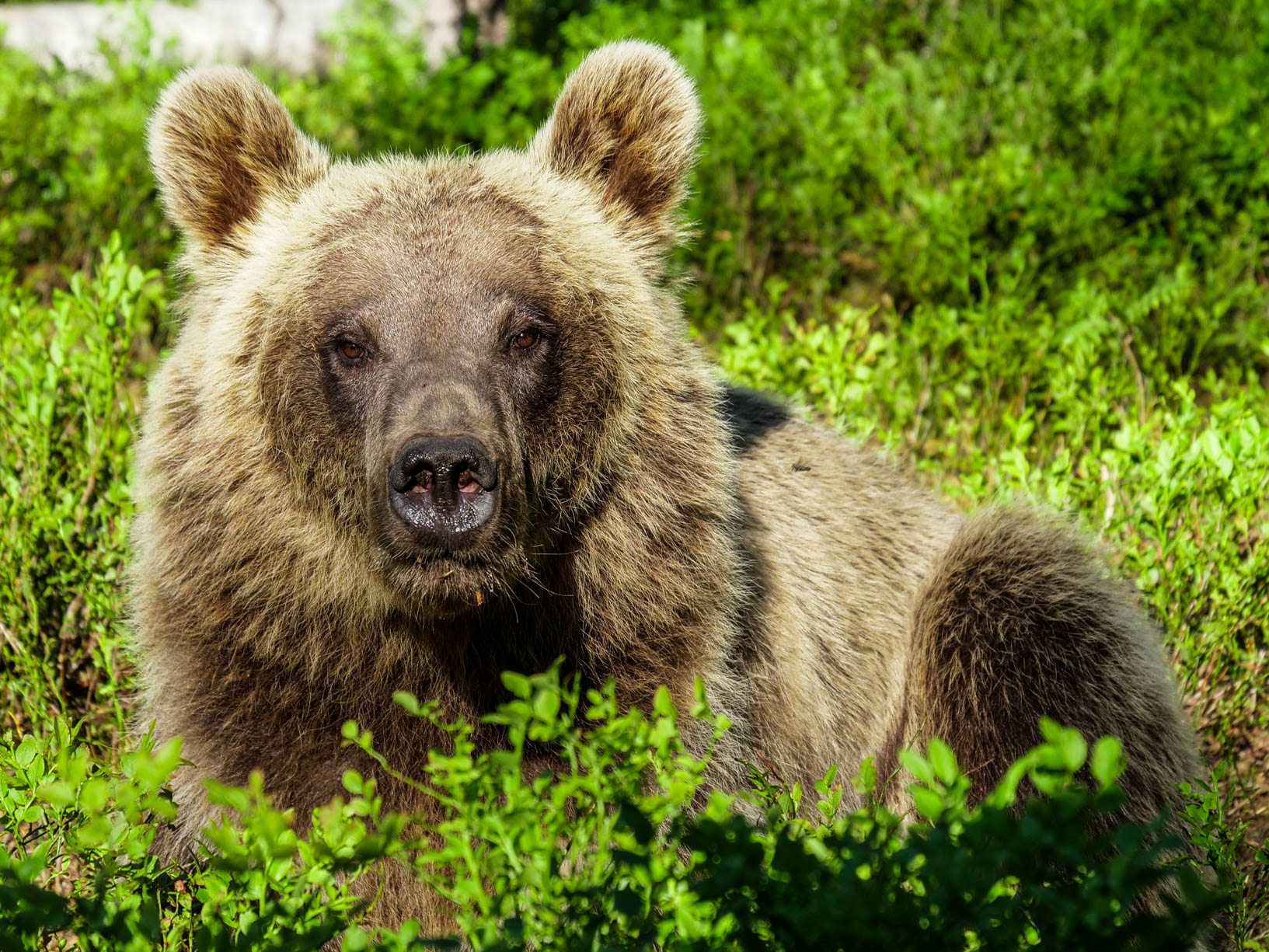 Martinselkonen Wilds Centre
