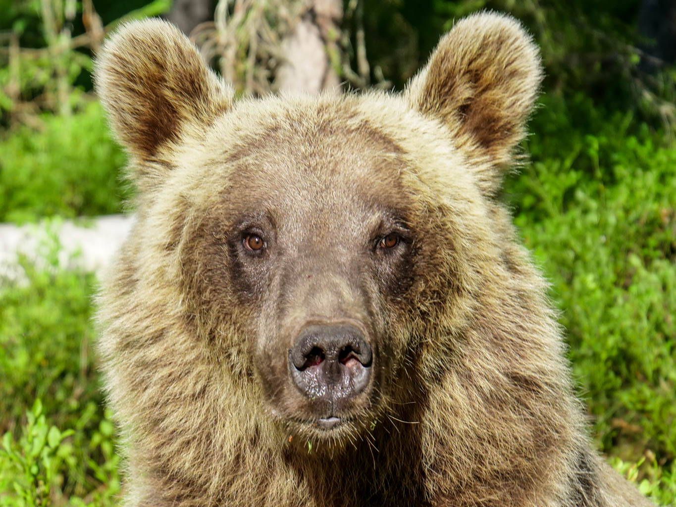 Martinselkonen Wilds Centre
