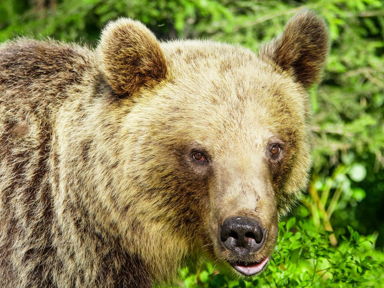 Martinselkonen Wilds Centre
