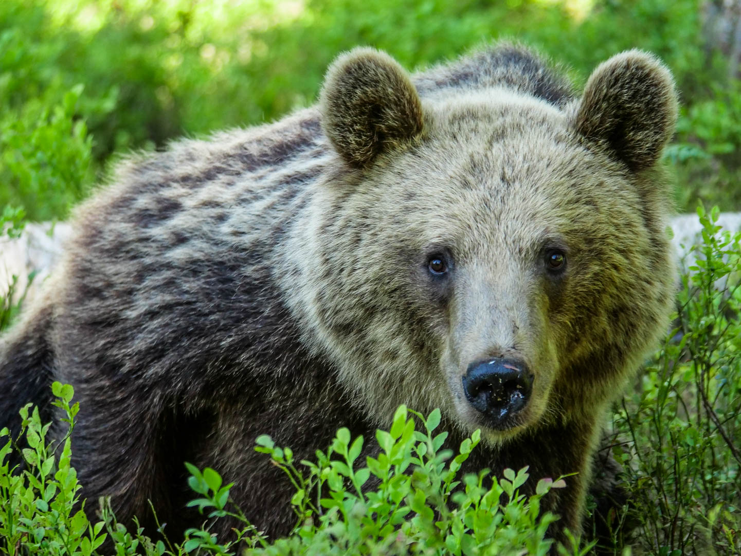 Martinselkonen Wilds Centre