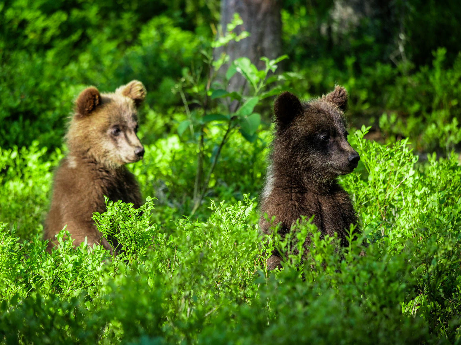 Martinselkonen Wilds Centre