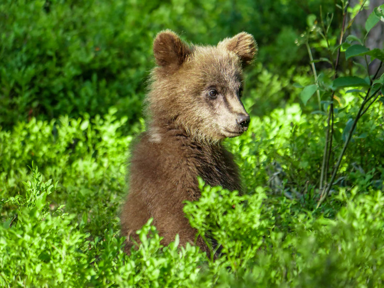 Martinselkonen Wilds Centre