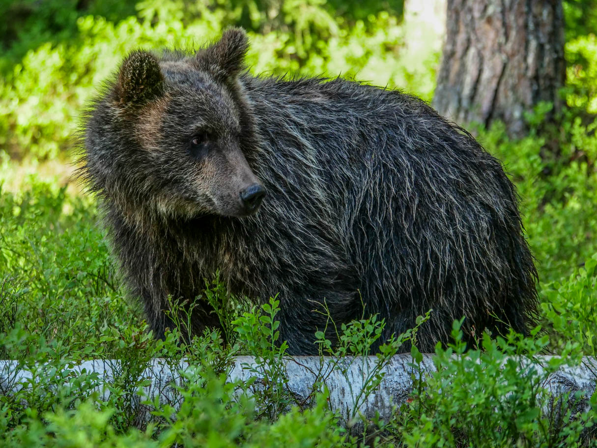 Martinselkonen Wilds Centre