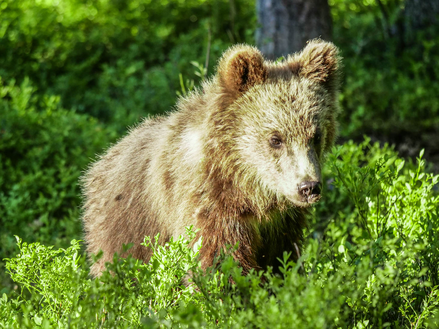 Martinselkonen Wilds Centre