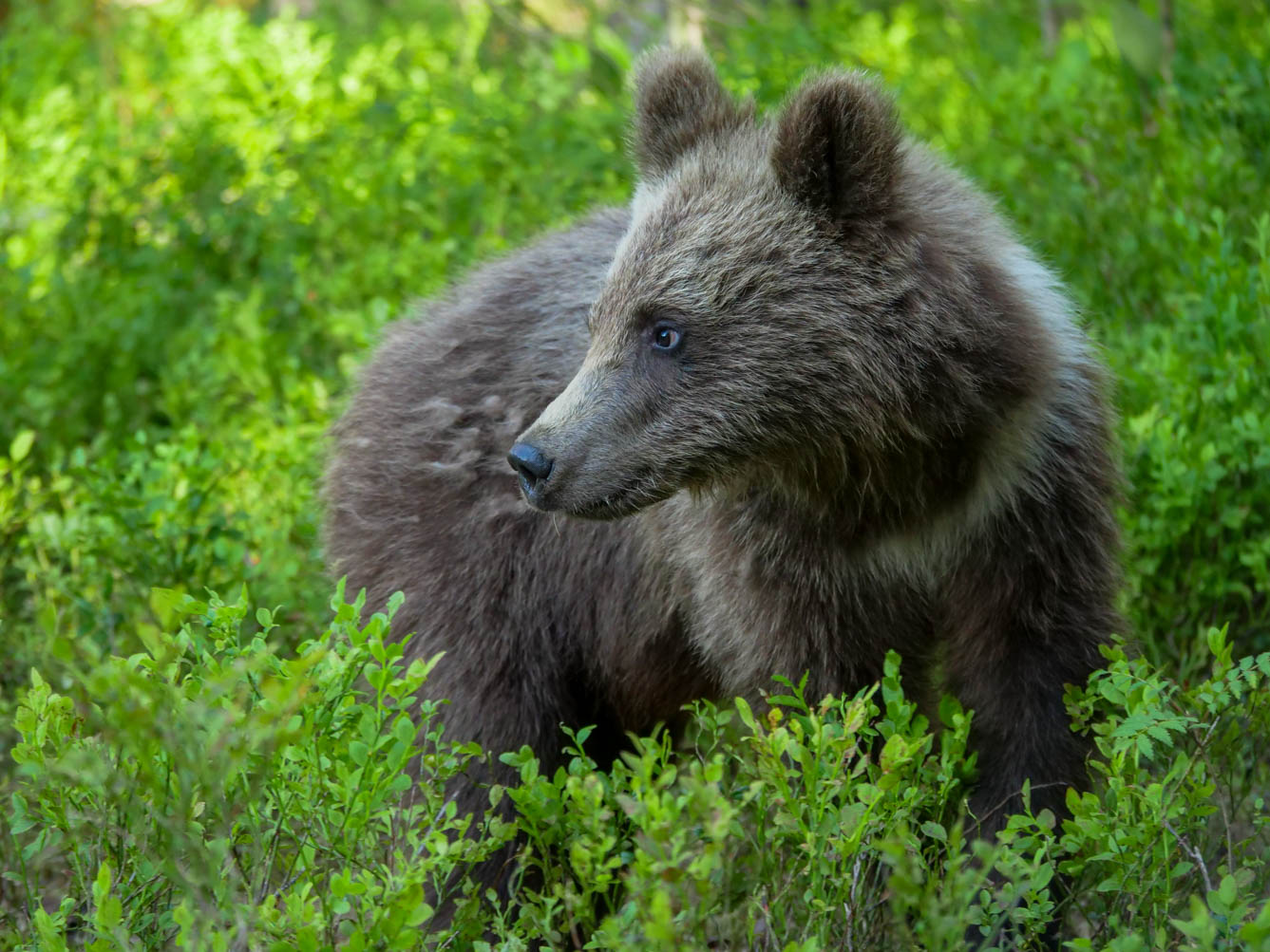 Martinselkonen Wilds Centre