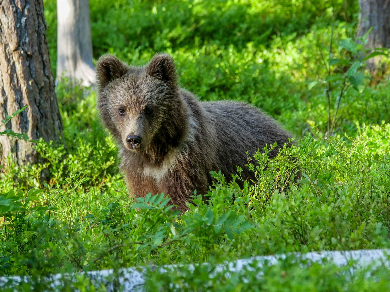 Martinselkonen Wilds Centre