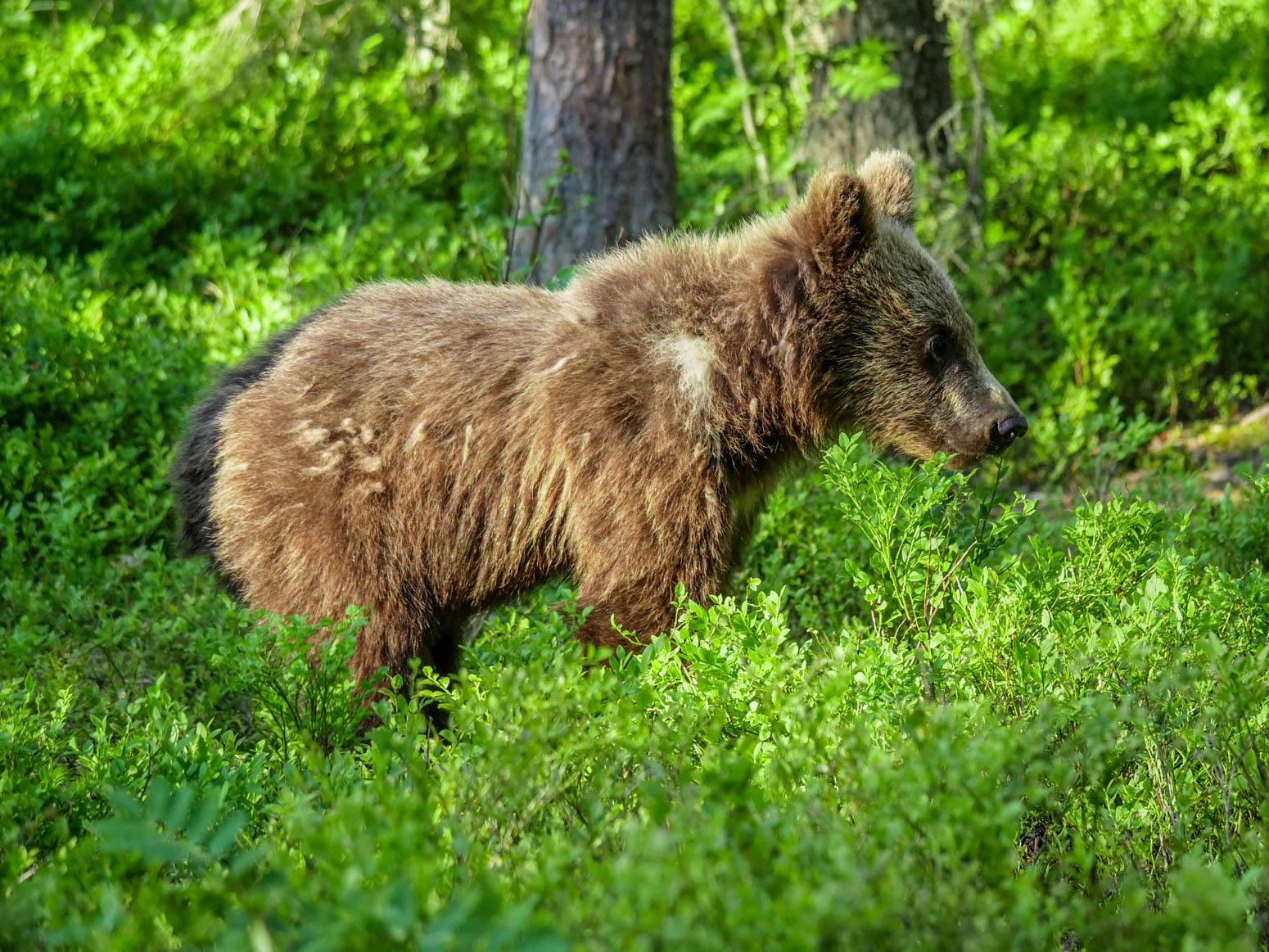 Martinselkonen Wilds Centre