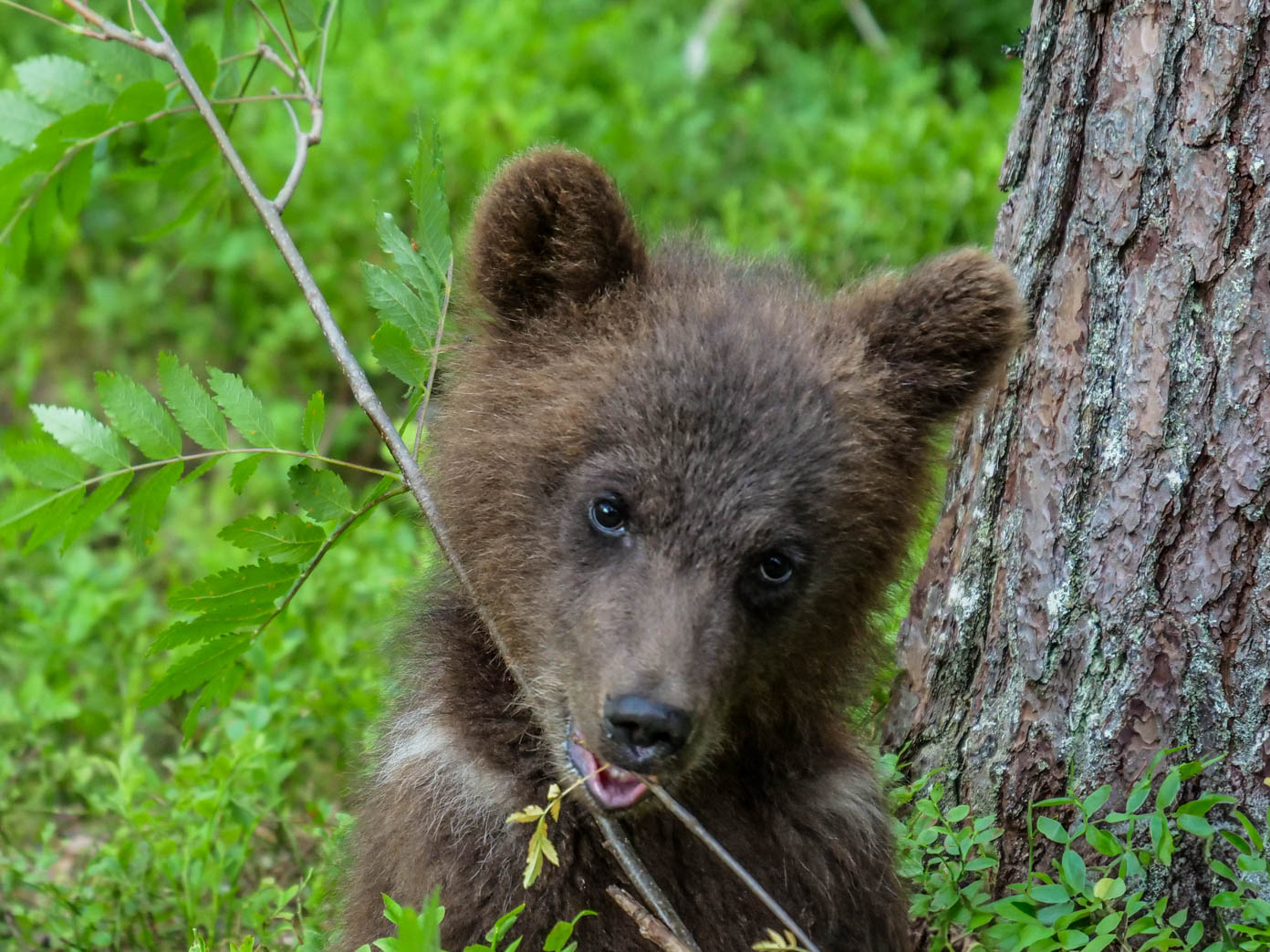 Martinselkonen Wilds Centre