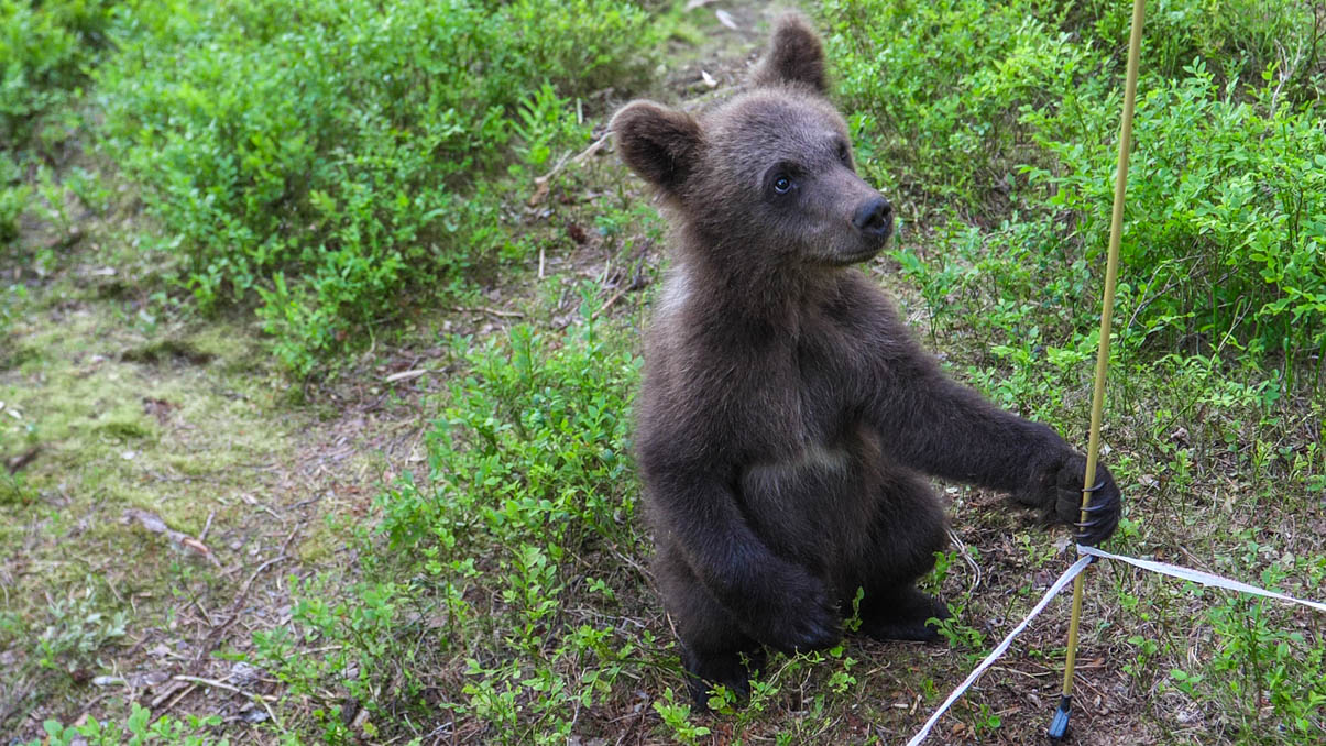 Martinselkonen Wilds Centre