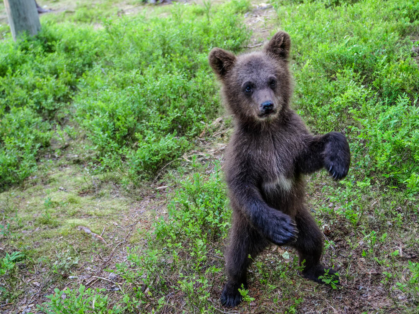 Martinselkonen Wilds Centre