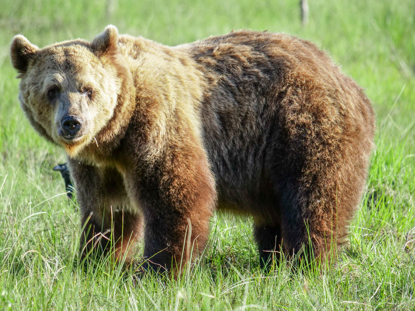 Wildlife Safaris Finland