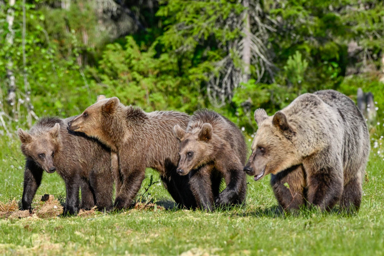 Martinselkonen Wilds Centre