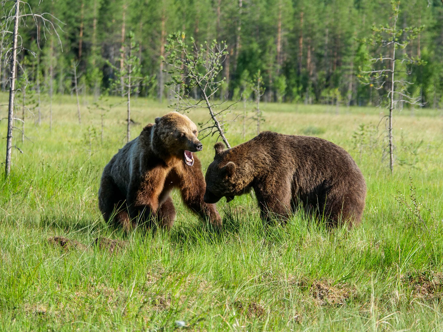 Wildlife Safaris Finland