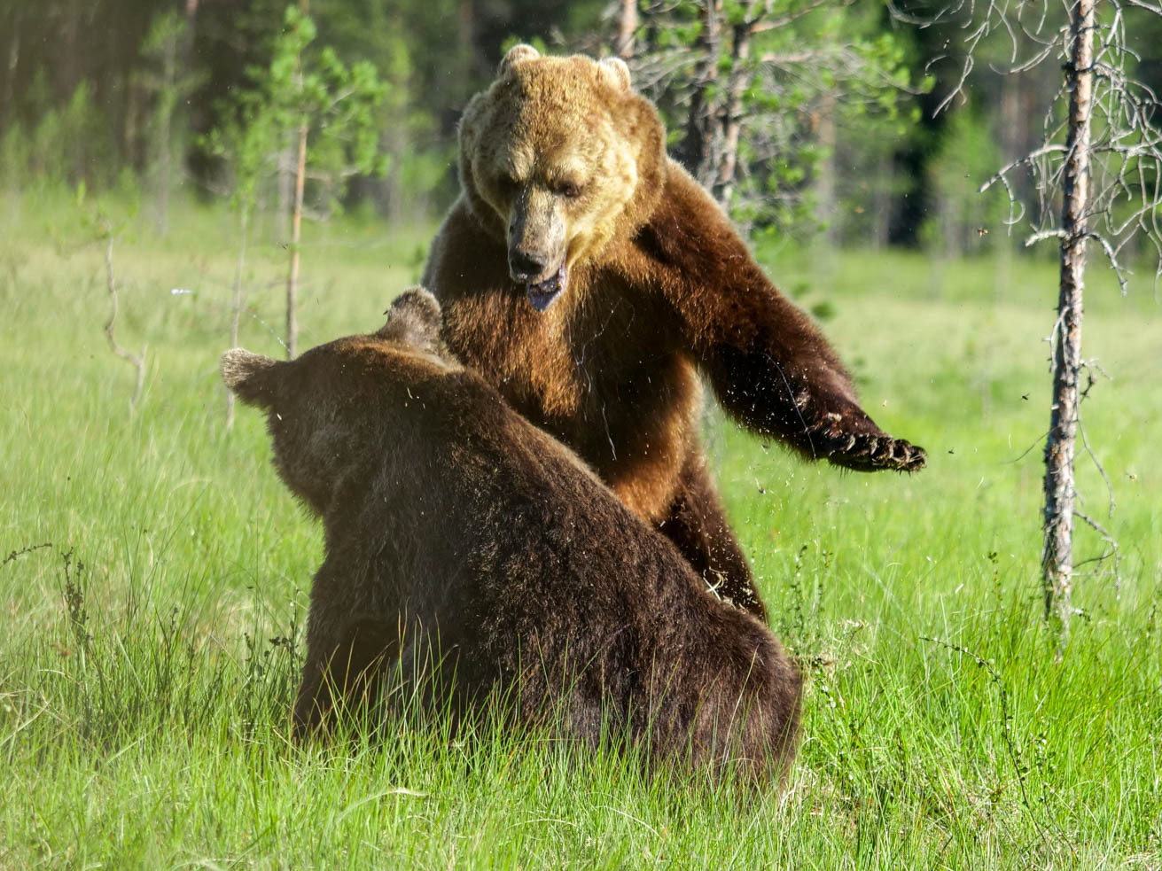 Wildlife Safaris Finland