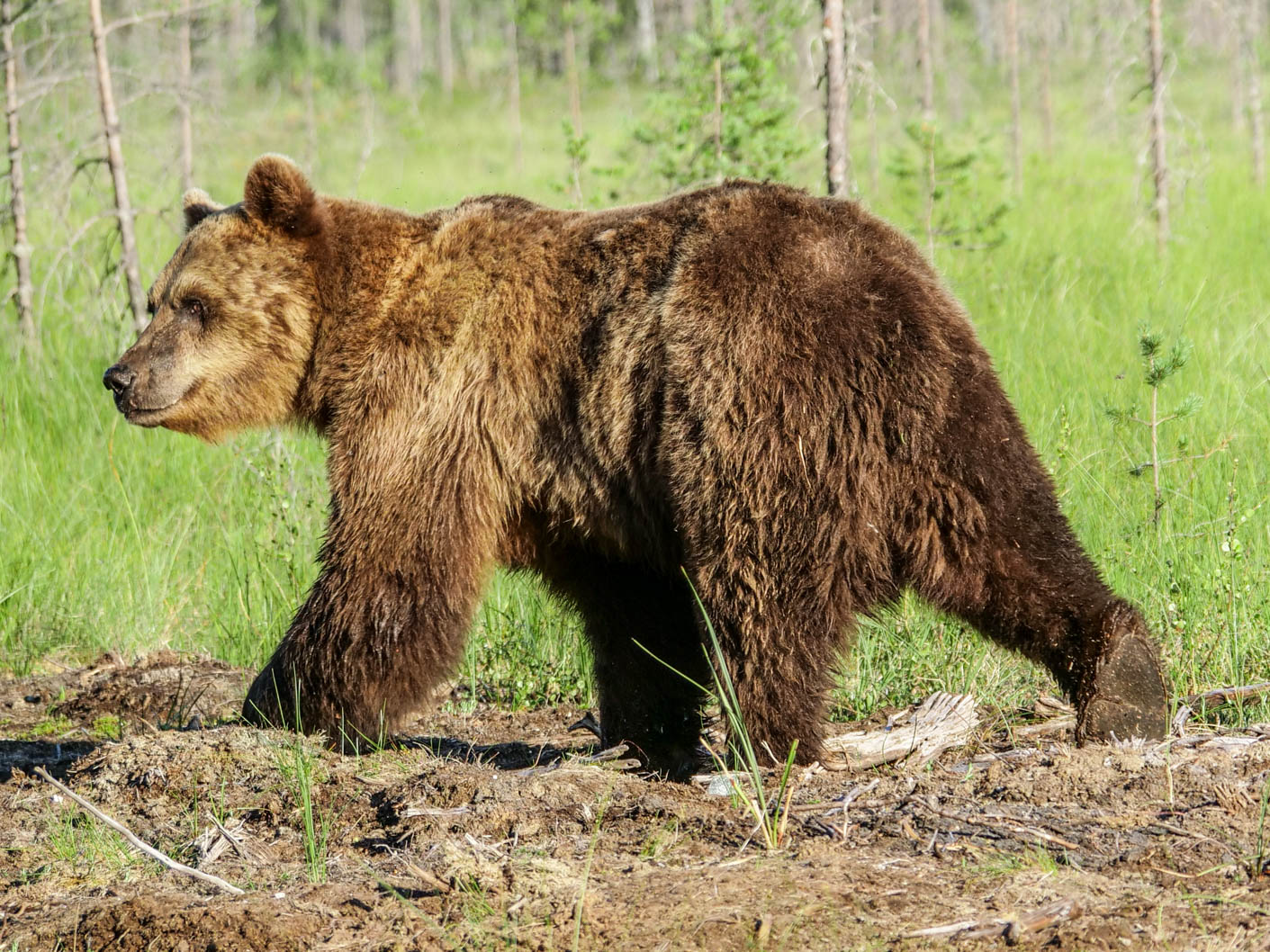 Wildlife Safaris Finland