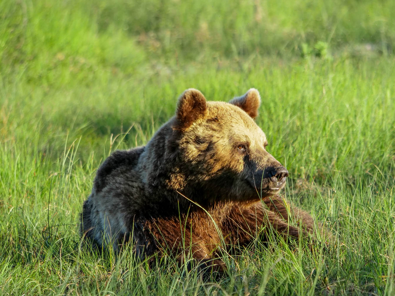 Wildlife Safaris Finland