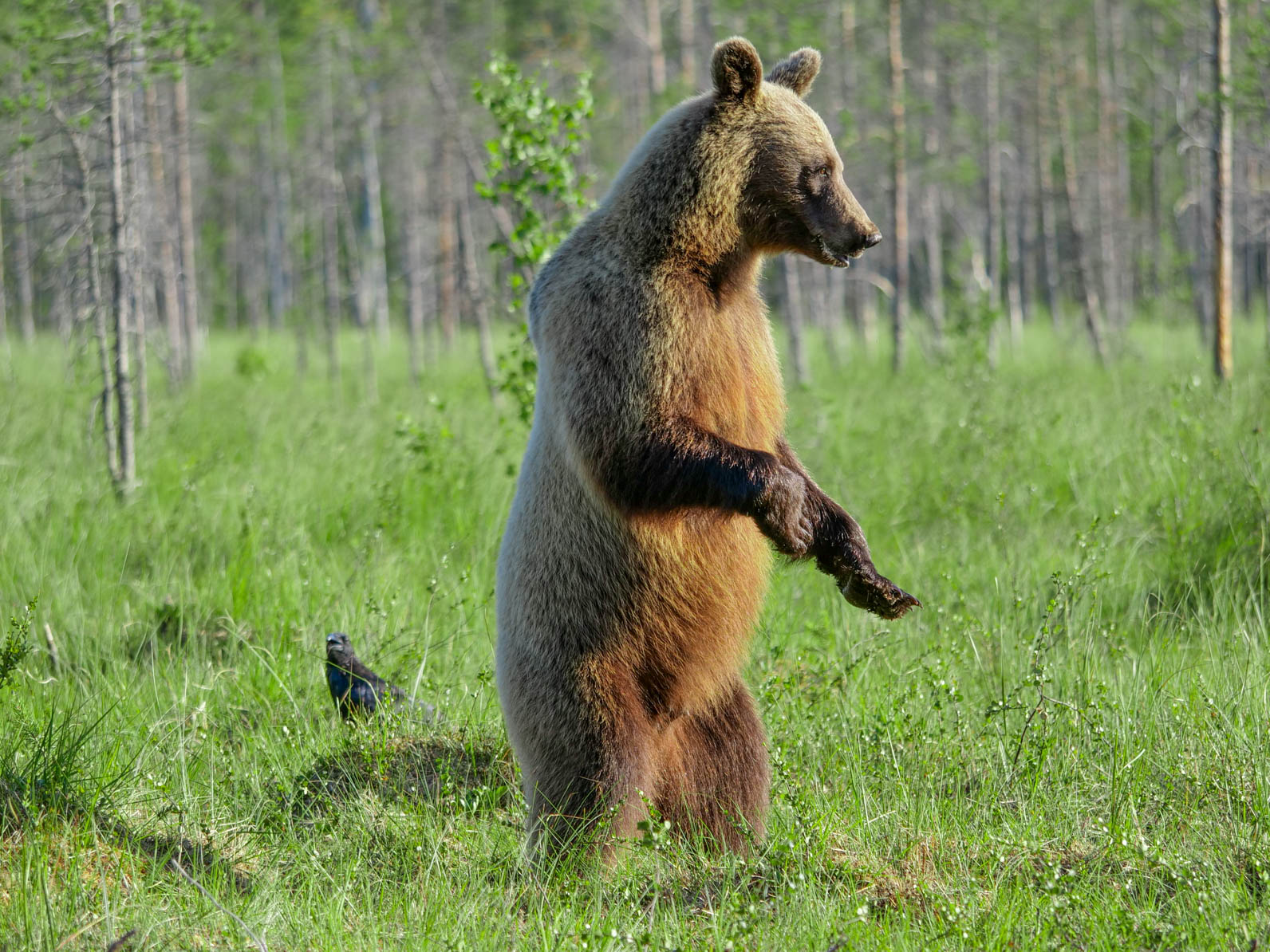 Wildlife Safaris Finland