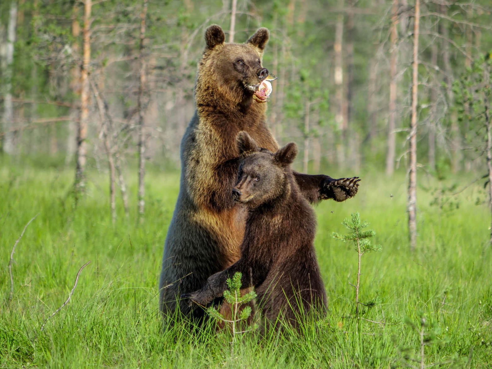 Wildlife Safaris Finland