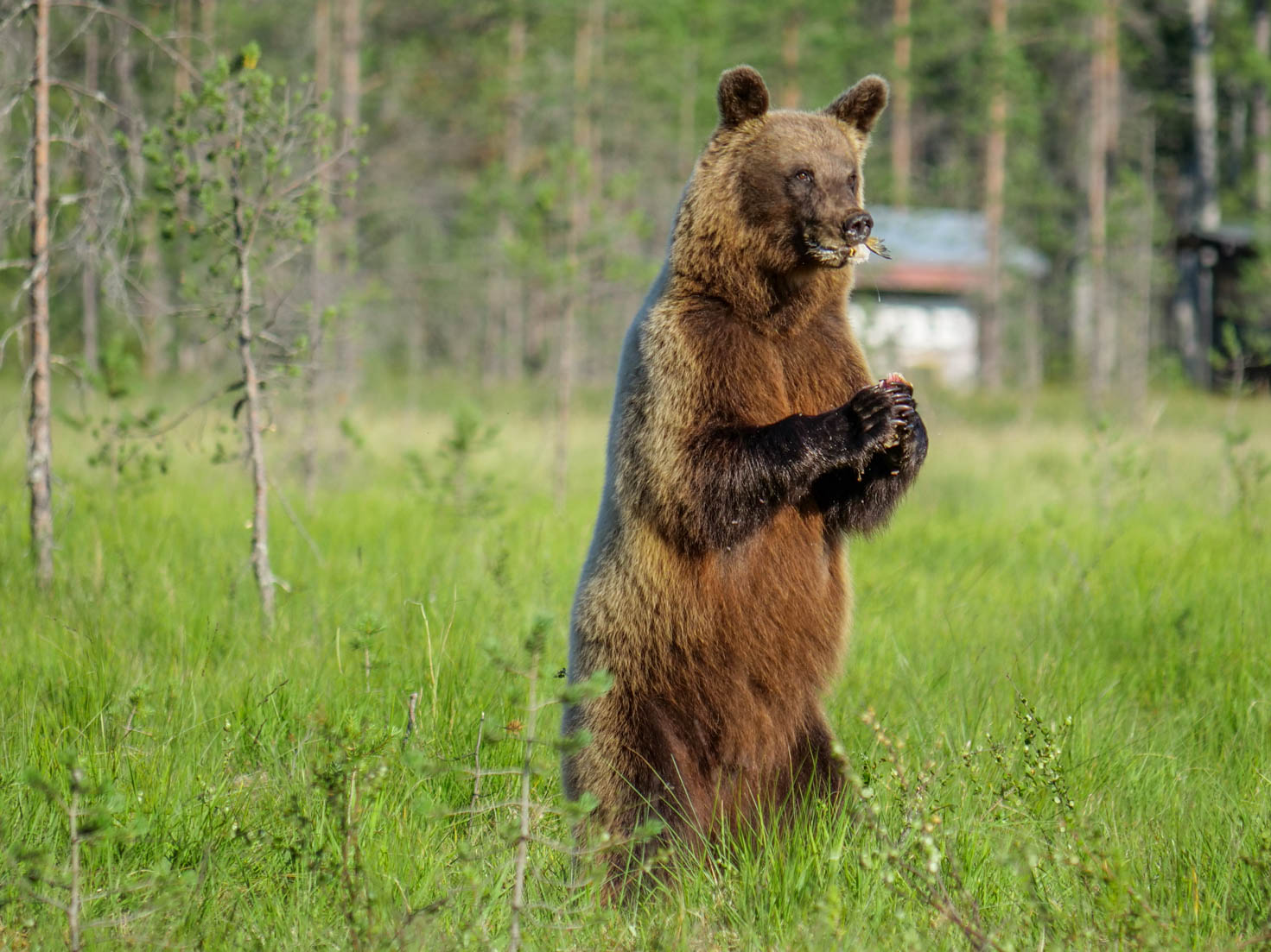 Wildlife Safaris Finland