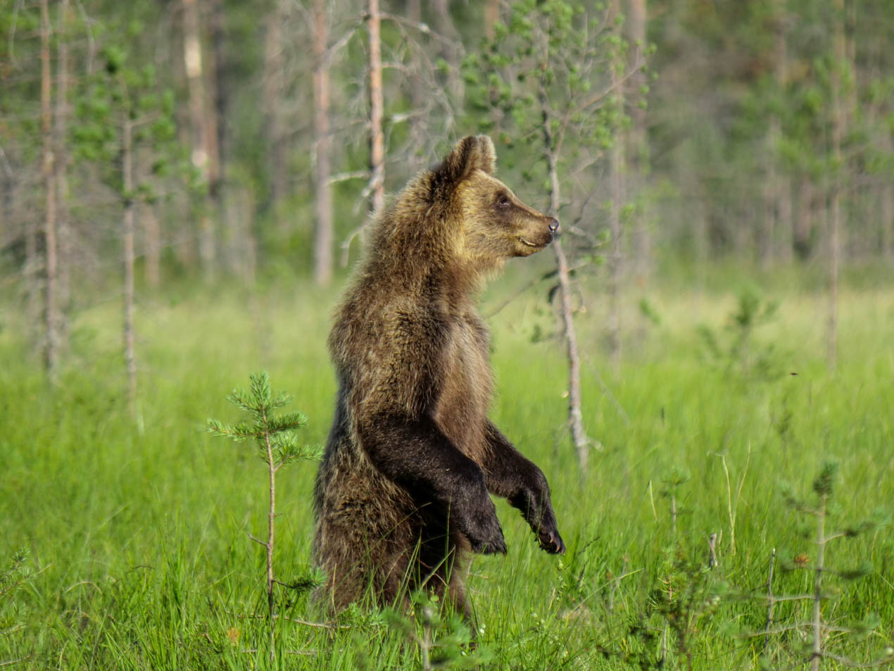 Wildlife Safaris Finland