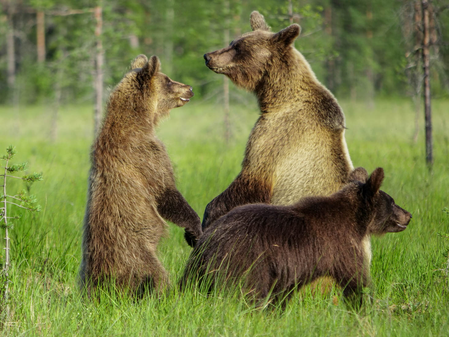 Wildlife Safaris Finland