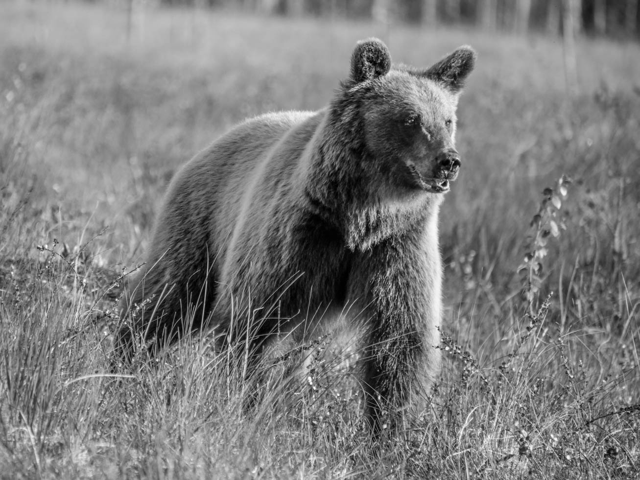 Wildlife Safaris Finland