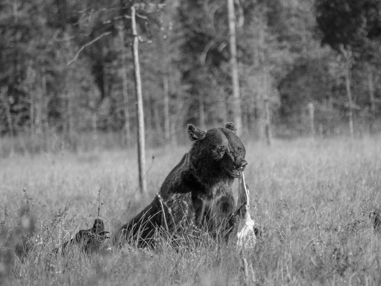 Wildlife Safaris Finland